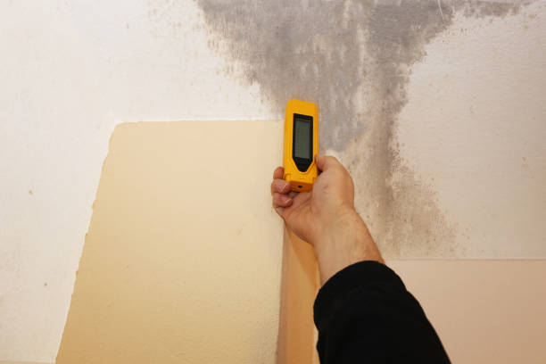 Best Black Mold Removal  in Lyncourt, NY