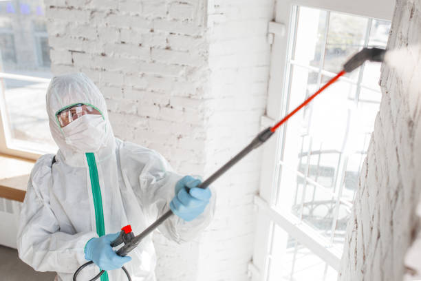 Best Attic Mold Removal  in Lyncourt, NY