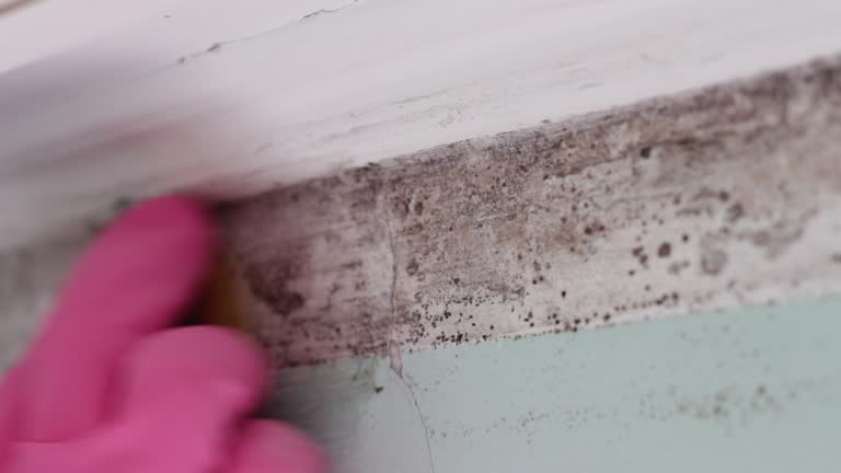 Best Basement Mold Removal  in Lyncourt, NY